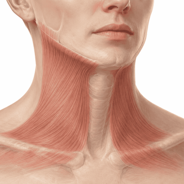 Ilustração anatômica do platisma e das estruturas do pescoço relacionadas à flacidez